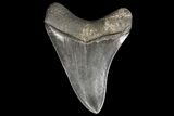 Serrated, Fossil Megalodon Tooth - Killer Meg Tooth #125580-1